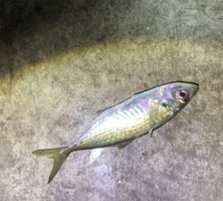 年明けアジング