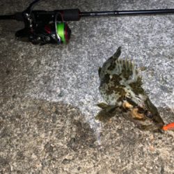 タケノコメバル①