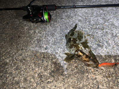 タケノコメバル①