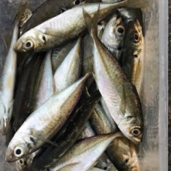 アジのちブリ狙い