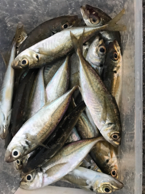 アジのちブリ狙い