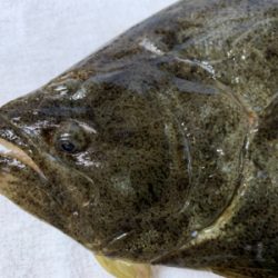 2020初フィッシュ