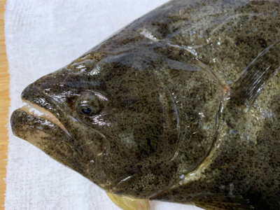 2020初フィッシュ