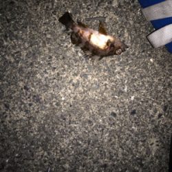 根魚カーニバル