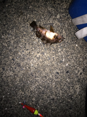 根魚カーニバル