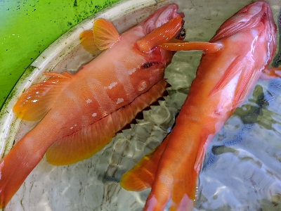 タイラバ ･ 船釣り初め