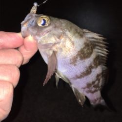 新春メバリング