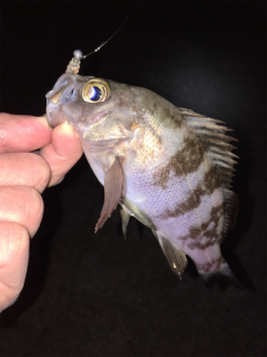 新春メバリング