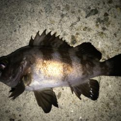 2020初釣りライトゲーム