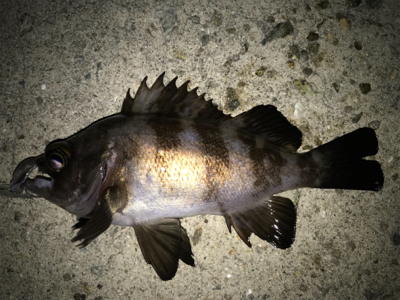 2020初釣りライトゲーム