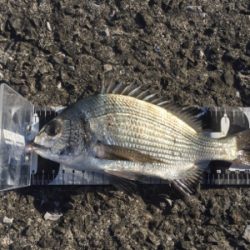 2020年 釣り初め チヌ釣り