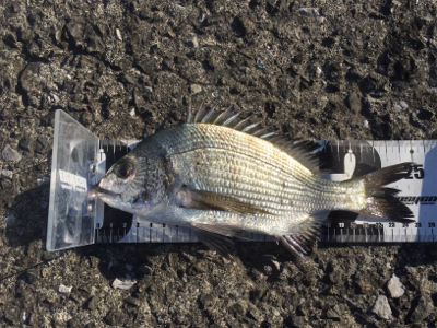 2020年 釣り初め チヌ釣り