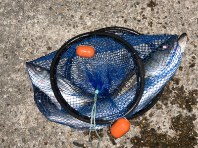 シーバス誕生日釣行