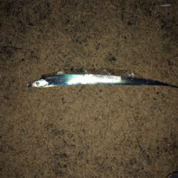 タチウオまだいける