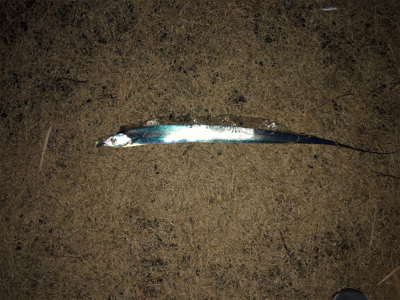 タチウオまだいける