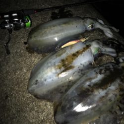 潮の変化のタイミングを狙うと良いです。