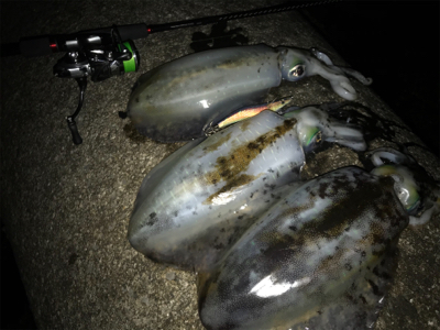 潮の変化のタイミングを狙うと良いです。