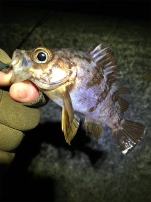 カサゴやメバルなど
