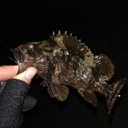 潮位低くて渋め