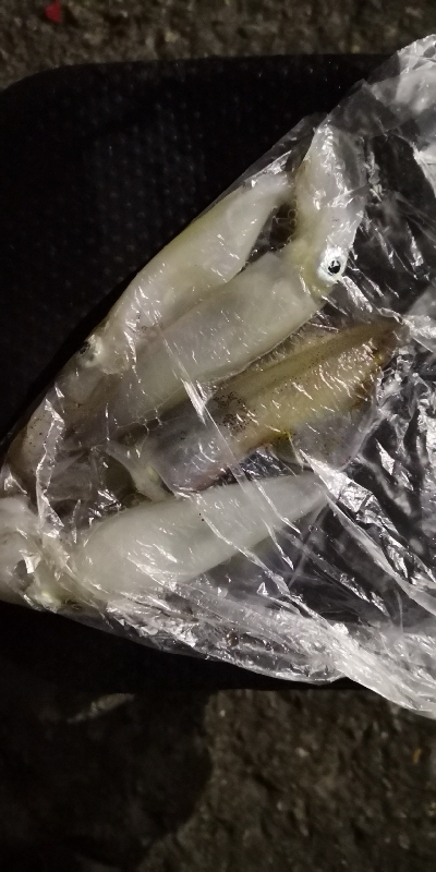 アジング練習 94