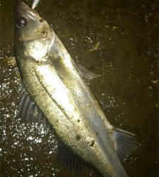 シーバスフィッシング〜