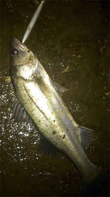 シーバスフィッシング〜