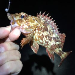 ボトムでガシラ