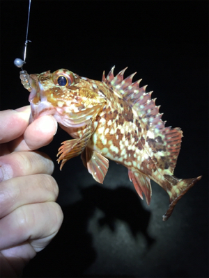 ボトムでガシラ