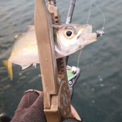 アジング練習 95