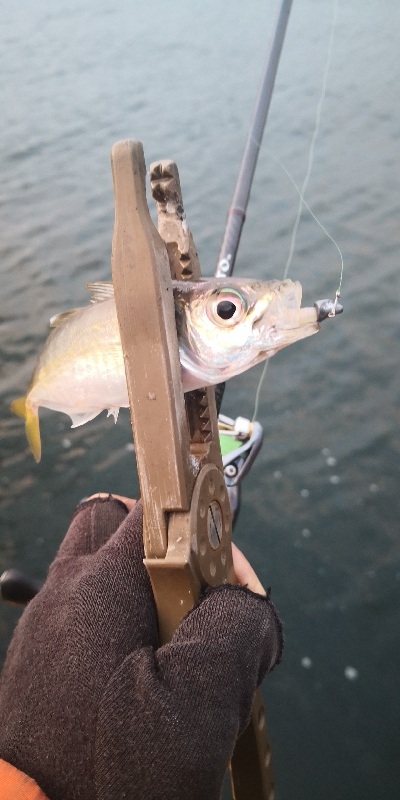 アジング練習 95