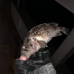 ２０２０年もバンバン釣ります！