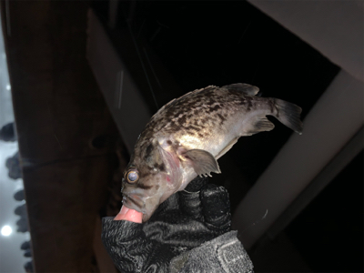 ２０２０年もバンバン釣ります！