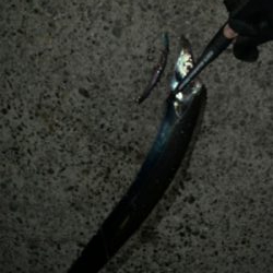 仕事始めのタチウオ