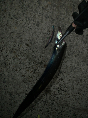 仕事始めのタチウオ