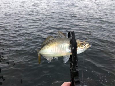 2020 初アジング