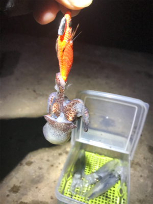 ヒイカ釣り…渋すぎ(＞＜)