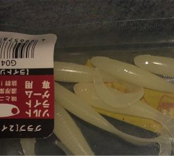 カマス釣れてます