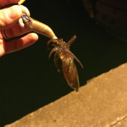 チィチィイカまだいけそうです