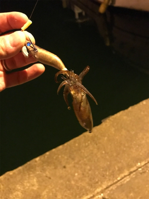 チィチィイカまだいけそうです