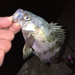 アジング・メバリング