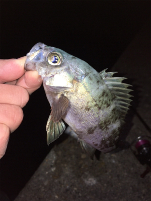 アジング・メバリング