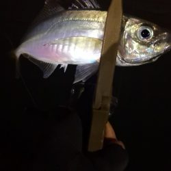 アジング練習 96