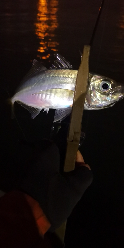 アジング練習 96