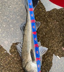 令和2年初釣り結果