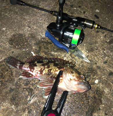 年始はアジメバガシリング☆GUNNING-STYLE