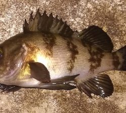 メバリング1835〜1930