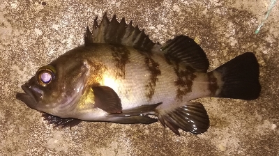 メバリング1835〜1930