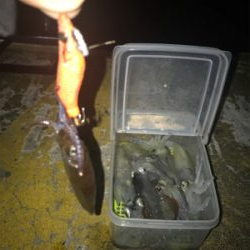 ポツリ…ポツリ…で何とかヒイカ12杯σ(^_^;)