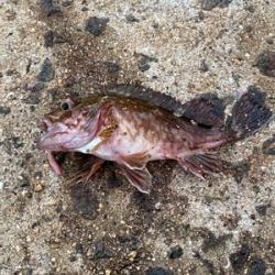 イソメ・サビキ