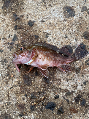 イソメ・サビキ